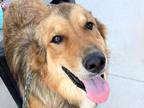 Adopt Huey a Red/Golden/Orange/Chestnut Mixed Breed (Large) / Mixed dog in