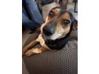 Adopt Blazer a Black - with Tan, Yellow or Fawn Mutt / Mixed dog in Modesto