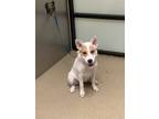 Adopt Checkers a White Australian Cattle Dog / Mixed dog in Fort Worth