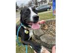 Adopt Posey a Black Mixed Breed (Large) / Mixed dog in Hamilton, OH (38994601)