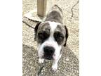 Adopt Rex a Brindle Boxer / Mixed dog in Kokomo, IN (38994157)