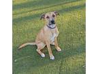 Adopt Nutty Buddy a Tan/Yellow/Fawn Retriever (Unknown Type) / Mixed dog in