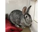 Adopt Harriett a Grey/Silver Other/Unknown / Californian / Mixed rabbit in
