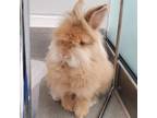 Adopt Lil Red a Red Lionhead / Other/Unknown / Mixed rabbit in Hilliard