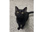 Adopt Shadow a All Black Domestic Shorthair / Domestic Shorthair / Mixed cat in