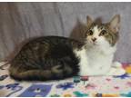Adopt Maggie May a Gray or Blue Domestic Shorthair / Domestic Shorthair / Mixed