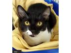 Adopt Olive a Black & White or Tuxedo Domestic Shorthair (short coat) cat in Key