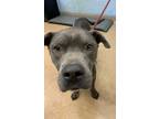 Adopt Blue Stone - IN FOSTER a Gray/Blue/Silver/Salt & Pepper Mixed Breed