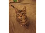 Adopt Rock a Brown Tabby Domestic Shorthair (short coat) cat in Woodland