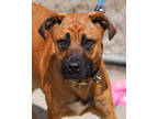 Adopt Brawny a Red/Golden/Orange/Chestnut Black Mouth Cur / Mixed dog in Toccoa