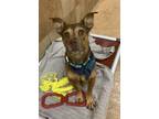 Adopt Finch a Brown/Chocolate Dachshund / Mixed dog in San Antonio