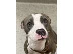 Adopt Tippy a Gray/Blue/Silver/Salt & Pepper American Pit Bull Terrier / Mixed