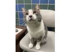 Adopt Smochi a Gray, Blue or Silver Tabby Domestic Shorthair (short coat) cat in