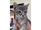 Adopt Seaweed a Gray or Blue Domestic Shorthair / Domestic Shorthair / Mixed