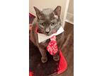 Adopt Tommy a Gray or Blue (Mostly) Russian Blue / Mixed (short coat) cat in