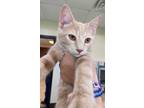 Adopt Ripple a Orange or Red Domestic Shorthair / Domestic Shorthair / Mixed