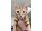Adopt Guppy a Orange or Red Domestic Shorthair / Domestic Shorthair / Mixed