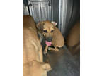 Adopt Tally a Tan/Yellow/Fawn Labrador Retriever / Black Mouth Cur / Mixed dog