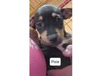 Adopt Pixie a Black - with Tan, Yellow or Fawn American Staffordshire Terrier /