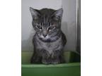 Adopt Bellamy a Gray or Blue Domestic Shorthair / Domestic Shorthair / Mixed cat