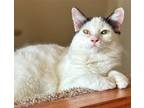 Adopt Katy a White Turkish Van / Domestic Shorthair / Mixed cat in Encinitas