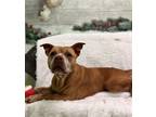 Adopt Sabina a Red/Golden/Orange/Chestnut American Pit Bull Terrier / Mixed dog