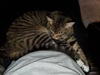 Adopt Benji a Brown Tabby American Shorthair / Mixed (medium coat) cat in