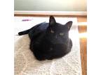 Adopt Smokey Gladis a All Black Domestic Shorthair / Mixed cat in Philadelphia