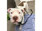 Adopt MOLLY a White - with Brown or Chocolate Pit Bull Terrier / Mixed dog in
