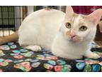 Adopt Miss Doubtfire a Domestic Shorthair / Mixed (short coat) cat in Raleigh