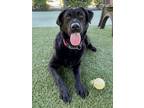 Adopt KKAMANG a Black Labrador Retriever / Mixed dog in Agoura Hills