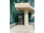 Adopt Scarlet Witch (Undercat) a Gray or Blue Domestic Shorthair / Domestic