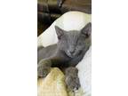 Adopt Sendero Cravener a Gray or Blue Domestic Shorthair (short coat) cat in
