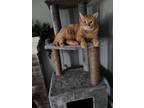 Adopt Christmas a Orange or Red Domestic Shorthair / Mixed (short coat) cat in