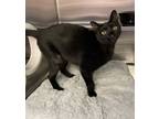 Adopt Jinx(petsmart) a Domestic Shorthair / Mixed cat in Cornwall, ON (38924587)