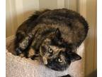 Adopt Sarah a Domestic Shorthair / Mixed (short coat) cat in Williamstown