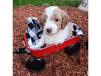 Goldendoodle Puppy for sale in Marysville, WA, USA
