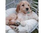 Mutt Puppy for sale in Marysville, WA, USA