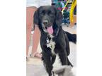 Adopt Cody Nash a Black - with White Spaniel (Unknown Type) / Mixed dog in
