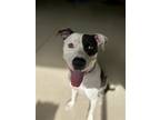 Adopt Indy a Black - with White Pit Bull Terrier / Mixed dog in Gilbert