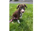Adopt Cocobean a Brown/Chocolate - with White Mixed Breed (Medium) dog in
