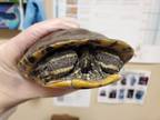 Adopt Crush a Turtle - Water reptile, amphibian, and/or fish in Oceanside