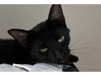 Adopt Miss Kitty a All Black Domestic Shorthair / Domestic Shorthair / Mixed cat