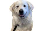 Adopt Toby a White Great Pyrenees / Mixed dog in Mead, CO (38988215)