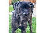 Adopt Boris a Brindle Cane Corso / Mixed Breed (Large) / Mixed dog in Mead