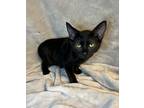 Adopt C-Dumpling a Domestic Shorthair / Mixed (short coat) cat in Jacksonville