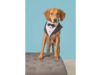Adopt Burt a Brown/Chocolate Hound (Unknown Type) / Mixed dog in New Smyrna