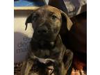 Adopt Tipsy a Brindle Mastiff / Husky / Mixed dog in Burkburnett, TX (38929362)