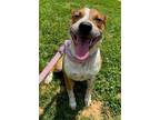 Adopt Luke a Australian Cattle Dog / Mixed dog in Wilmington, NC (38966380)