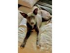 Adopt Steel a Labrador Retriever / Mixed dog in Barrington, RI (38985721)